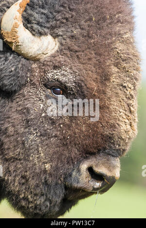 Portrait de bison mâle énorme Banque D'Images