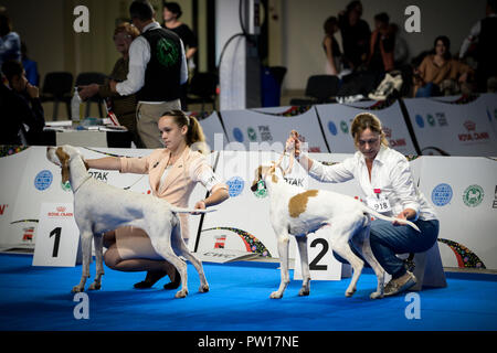 (181011) -- NADARZYN (Pologne), 11 octobre 2018 (Xinhua) -- les chiens et leurs propriétaires sont vus au cours de l'Euro Dog Show 2018 à Nadarzyn près de Varsovie, Pologne, le 11 octobre 2018. Plus de 4 000 chiens de 55 pays ont pris part à l'Euro Dog Show 2018.(Xinhua/Jaap Arriens) Banque D'Images