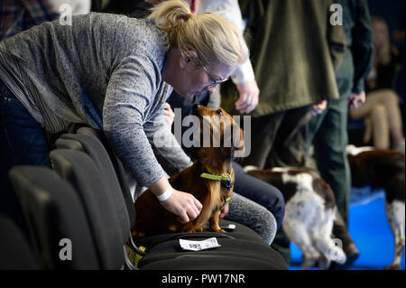 (181011) -- NADARZYN (Pologne), 11 octobre 2018 (Xinhua) -- un chien et son propriétaire sont vus au cours de l'Euro Dog Show 2018 à Nadarzyn près de Varsovie, Pologne, le 11 octobre 2018. Plus de 4 000 chiens de 55 pays ont pris part à l'Euro Dog Show 2018.(Xinhua/Jaap Arriens) Banque D'Images