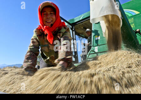 Zhangye, la province de Gansu. 11Th Oct, 2018. Les agriculteurs récoltent les millets dans le district de Ganzhou Zhangye Ville, nord-ouest de la Chine, la province de Gansu, 11 octobre 2018. Credit : Wang Jiang/Xinhua/Alamy Live News Banque D'Images
