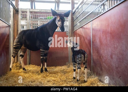 11 octobre 2018, Bade-Wurtemberg, Stuttgart : Un Okapi bull né le 03 octobre 2018 se tient avec sa mère Nyota dans une enceinte du jardin botanique zoologique Wilhelma. Photo : Marijan Murat/dpa Banque D'Images