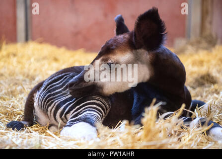 11 octobre 2018, Bade-Wurtemberg, Stuttgart : Un Okapi bull né le 03 octobre 2018 se trouve à l'intérieur de l'enceinte le Wilhelma Zoological-Botanical Jardin. Photo : Marijan Murat/dpa Banque D'Images