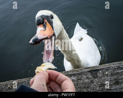 12 octobre 2018, Hessen, Frankfurt Main : Un cygne se cassant à un morceau d'un croissant qu'une femme sur les rives de la main est maintenant là pour manger. Photo : Frank Rumpenhorst/dpa Banque D'Images