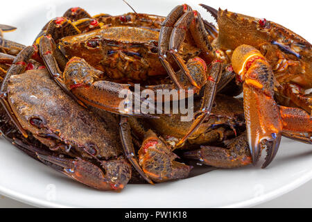 Necoras gallegas (de Galice). De délicieux fruits de mer du golfe de Gascogne et l'Atlantique. Les crabes vivants et frais isolé sur fond blanc. Banque D'Images