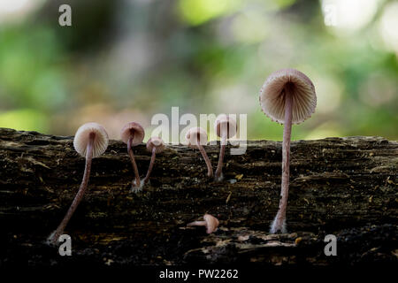 Petits champignons cueillette à partir de bois avec un couteau. Près d'une personne en quête de champignons comestibles dans la forêt. Mycena arcangeliana plafonné à branchies. Ma Banque D'Images