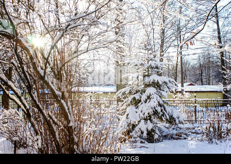 Fond d'hiver givré avec arbres, arbustes et sapins. La forêt sous la neige sur fond de neige. Usine à jour froid. Banque D'Images