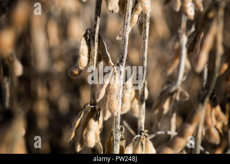 Le soja prêtes pour la récolte dans un champ du nord de l'Illinois. Banque D'Images