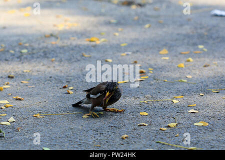 Fil en plastique coincé avec les pieds et le pic d'un jeune myna. Le Bangladesh, Naogaon Banque D'Images