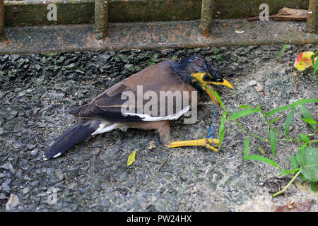 Fil en plastique coincé avec les pieds et le pic d'un jeune myna. Le Bangladesh, Naogaon Banque D'Images