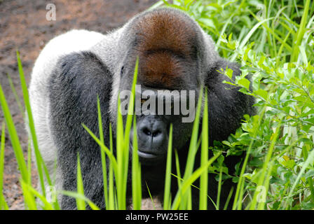 Silverback gorilla libre derrière les brins d'herbe Banque D'Images