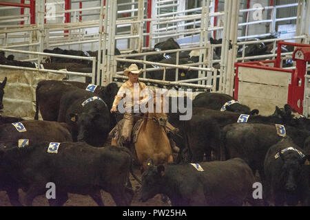 Concurrents à l'équipe canadienne Team Penning Association Bovins finales nationales, Nutrien Event Center de l'Ouest, Calgary Stampede, Calgary, Alberta, Banque D'Images