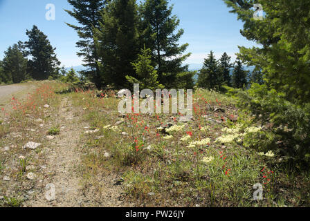 Fleurs sauvages en bordure de la route sur le mont Kobau, Colombie-Britannique, Canada Banque D'Images