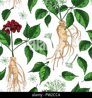 Botanique réaliste à l'encre de couleur transparente avec des racines de ginseng, les fleurs et les baies isolé sur blanc. herbes fleurs collection. Plante de la médecine traditionnelle chinoise. Illustration de Vecteur