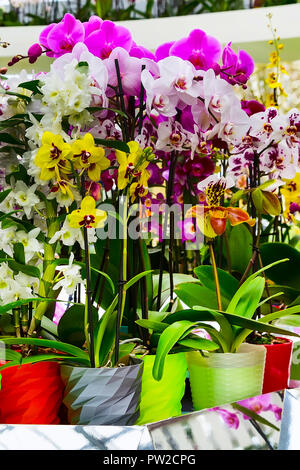 Variété de différentes fleurs d'orchidées en pot de fleurs multicolores Banque D'Images