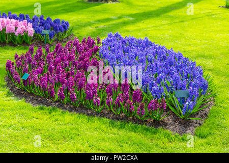 Bleu, couleur violet et mauve fleur fleurs jacinthes dans jardin de printemps Banque D'Images