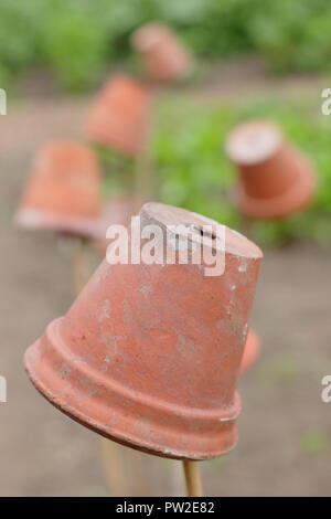 Toppers de canne. Des pots d'argile sur jardin cannes pour baliser les lits de légumes et d'éviter des blessures aux yeux quand se pencher Banque D'Images