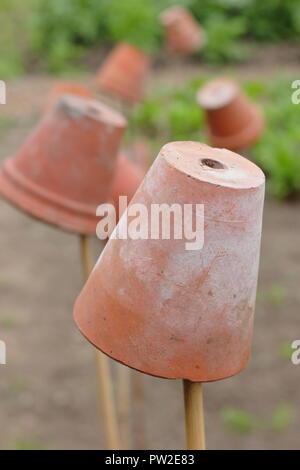 Toppers de canne. Des pots d'argile sur jardin cannes pour baliser les lits de légumes et d'éviter des blessures aux yeux quand se pencher Banque D'Images