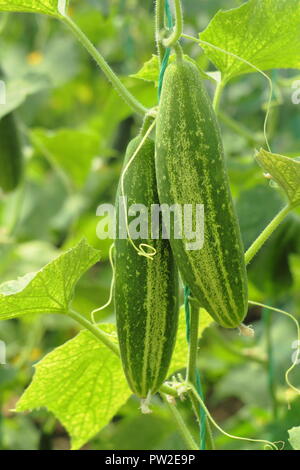 Cucumis sativus. Elikate "concombre B', un concombre est favorable pour le décapage, jusqu'à la verticale de plus en plus une chaîne dans une serre Banque D'Images