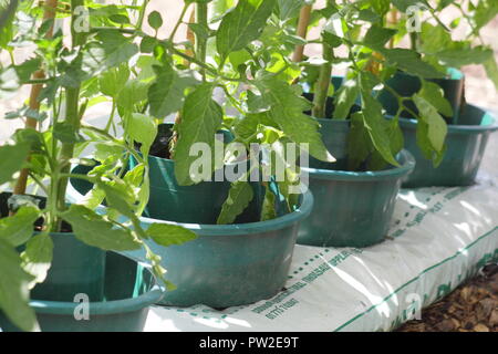 Solanum lycopersicum. Les émissions de 'Darby Striped' plants de tomates du patrimoine à grow bags avec halo pour un fort développement de l'aide ciblée et l'arrosage. Banque D'Images