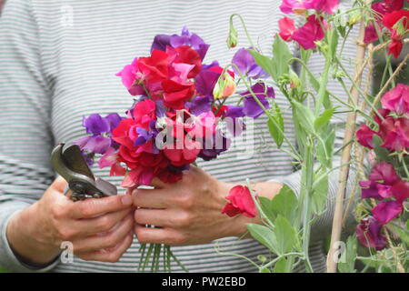 Lathyrus odoratus. Choisir 'Spencer' les petits pois d'un plant de monter une canne wigwam dans un jardin anglais, UK Banque D'Images