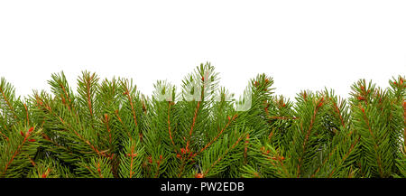 Les branches d'arbre de Noël sur fond blanc Banque D'Images