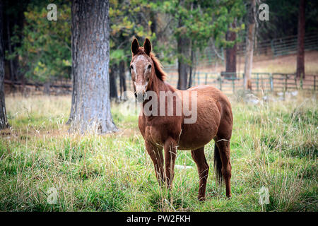 Un cheval de couleur marron se trouve dans un champ d'herbe dans le nord de l'Idaho. Banque D'Images