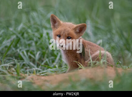 Kits de Fox jouant dans le domaine Banque D'Images