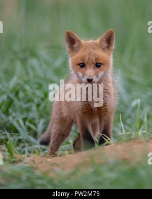 Kits de Fox jouant dans le domaine Banque D'Images