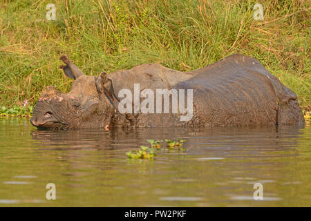 Rhinocéros indien dans une rivière dans le parc national de Chitwan au Népal Banque D'Images