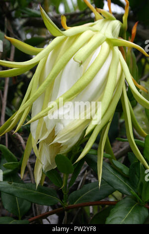 Gros plan DE LA FLEUR NON OUVERTE DE Hylocereus undatus (PITAHAYA à chair blanche) cultivées en vigne d'ORNEMENT OU POUR LES FRUITS Banque D'Images