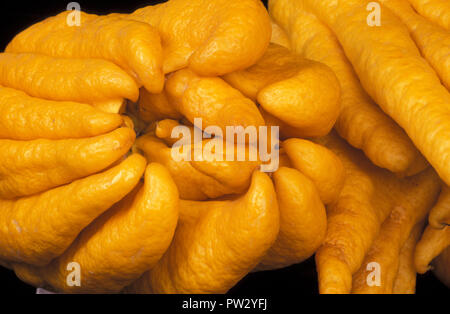 GROS PLAN DE CITRONS DOIGTS 'MAIN DE BOUDDHA' (CITRUS MEDICA) ÉGALEMENT CONNUS SOUS LE NOM DE MAIN DE BOUDDHA OU CITRONS DOIGTÉS (RUTACEAE). Banque D'Images
