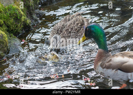 Caneton colvert bébé être tués par un adulte de sexe féminin, du début à la fin. Banque D'Images