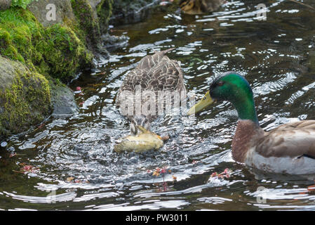 Caneton colvert bébé être tués par un adulte de sexe féminin, du début à la fin. Banque D'Images