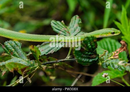 Greensnake rugueuse, aussi connu comme un serpent d'herbe verte, se trouve encore dans les buissons à l'usine de Yates County Park à Raleigh en Caroline du Nord. Banque D'Images