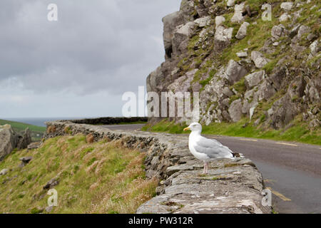 Donnant sur l'océan Atlantique, une mouette solitaire est perché sur un mur de pierre le long de Slea Head Drive sur la péninsule de Dingle, dans le comté de Kerry, Irlande Banque D'Images