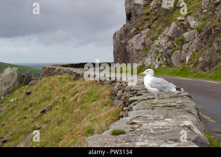 Donnant sur l'océan Atlantique, une mouette solitaire est perché sur un mur de pierre le long de Slea Head Drive sur la péninsule de Dingle, dans le comté de Kerry, Irlande Banque D'Images