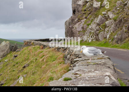 Donnant sur l'océan Atlantique, une mouette solitaire est perché sur un mur de pierre le long de Slea Head Drive sur la péninsule de Dingle, dans le comté de Kerry, Irlande Banque D'Images