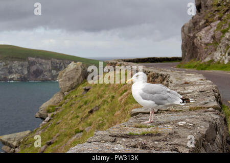 Donnant sur l'océan Atlantique, une mouette solitaire est perché sur un mur de pierre le long de Slea Head Drive sur la péninsule de Dingle, dans le comté de Kerry, Irlande Banque D'Images