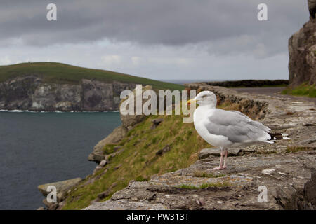 Donnant sur l'océan Atlantique, une mouette solitaire est perché sur un mur de pierre le long de Slea Head Drive sur la péninsule de Dingle, dans le comté de Kerry, Irlande Banque D'Images