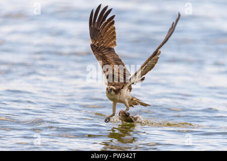 Balbuzard pêcheur (Pandion haliaetus) les captures de poissons, lac Malchin, Mecklembourg-Poméranie-Occidentale, Allemagne Banque D'Images