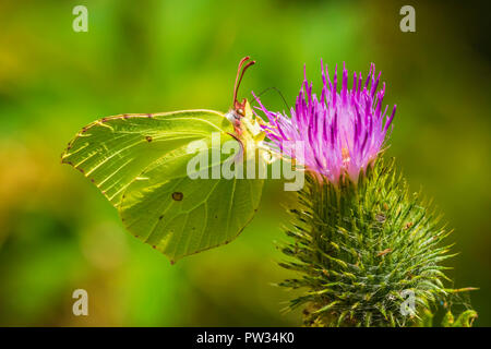 Un gonepteryx rhamni Brimstone Butterfly (alimentation) de nectar de fleur de chardon pourpre. Banque D'Images