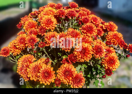 Gros bouquet de chrysanthèmes jaunes et rouges sur la rue Banque D'Images