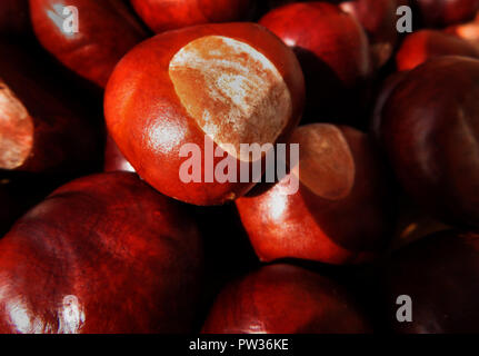 Horse Chestnut-européenne ou conkers qu'ils sont connus Banque D'Images