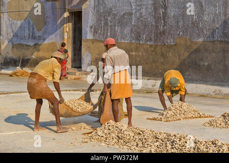 COCHIN KOCHI INDE PRÉPARATION DE GINGEMBRE SÉCHÉ AU SOLEIL de tubercules ou rhizomes, tubercules DE SOULEVER LE SAC PRÊT À Banque D'Images