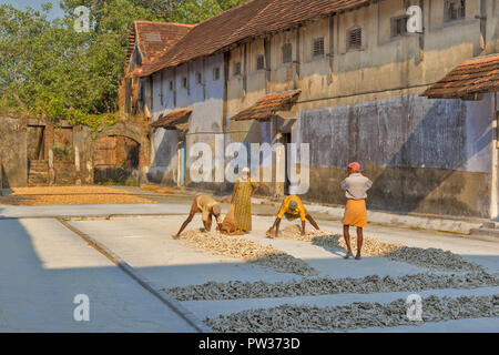 COCHIN KOCHI INDE PRÉPARATION DE GINGEMBRE SÉCHÉ AU SOLEIL de tubercules ou rhizomes RANGÉES DE TUBERCULES RÉUNIS POUR L'ensachage Banque D'Images