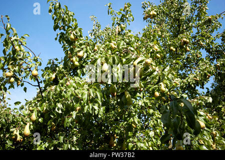 Poires mûres poussant sur un arbre de la poire du jardin après l'été chaud à Liverpool Merseyside England UK Banque D'Images