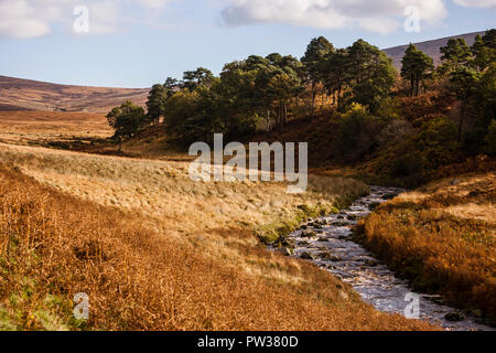 L'herbe jaune et mortes de l'automne fougères autour de la rivière Liffey près de Sally Gap, comté de Wicklow, Irlande Banque D'Images