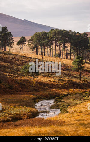 L'herbe jaune et mortes de l'automne fougères autour de la rivière Liffey près de Sally Gap, comté de Wicklow, Irlande Banque D'Images