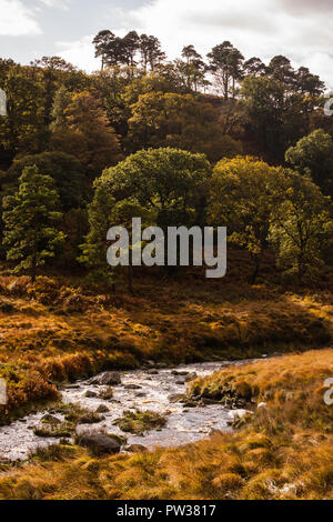 L'herbe jaune et mortes de l'automne fougères autour de la rivière Liffey près de Sally Gap, comté de Wicklow, Irlande Banque D'Images