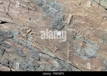 Vie multicellulaire, des fossiles de Mistaken Point, préserver Banque D'Images